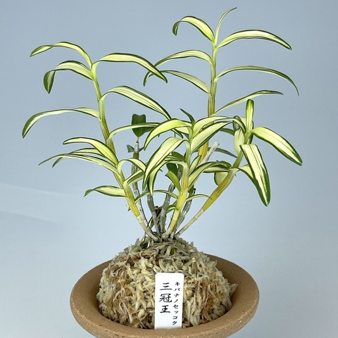 長生蘭・セッコクの商品一覧 | TOKYO酒田