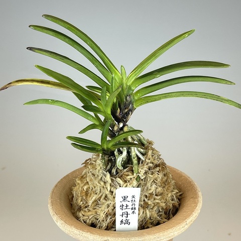 富貴蘭の商品一覧 | TOKYO酒田