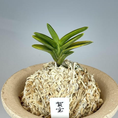 富貴蘭　四万十の華　言わずと知れた 緑花の名品　1条 緑千寿 - 純風満蘭 富貴蘭・風蘭ブログ 着生蘭よもやま話