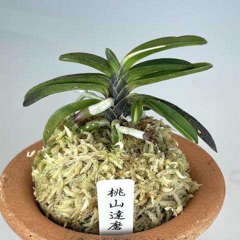 桃山達磨