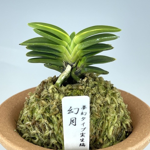 富貴蘭の商品一覧 | TOKYO酒田