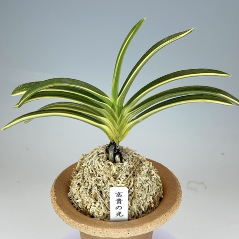 富貴の光