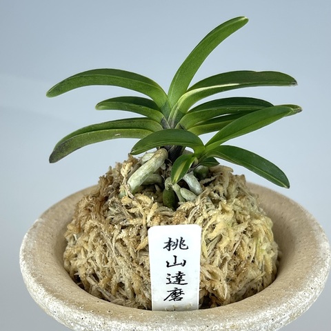 富貴蘭の商品一覧 | TOKYO酒田