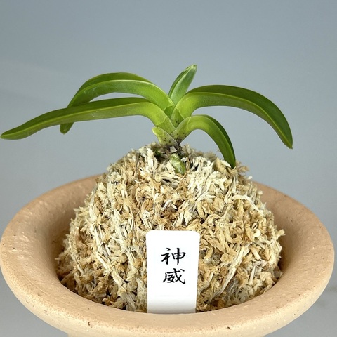 富貴蘭　四万十の華　言わずと知れた 緑花の名品　1条 NO.855 富貴蘭 高野の華 変わり花 株立ち - メルカリ