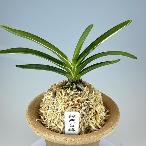 富貴蘭の商品一覧 | TOKYO酒田