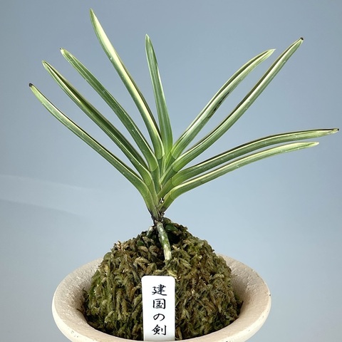 富貴蘭「ミドリマキバオー」（大小7本株立ち） Neofinetia Terms - Ten Shin Gardens Co., Ltd.