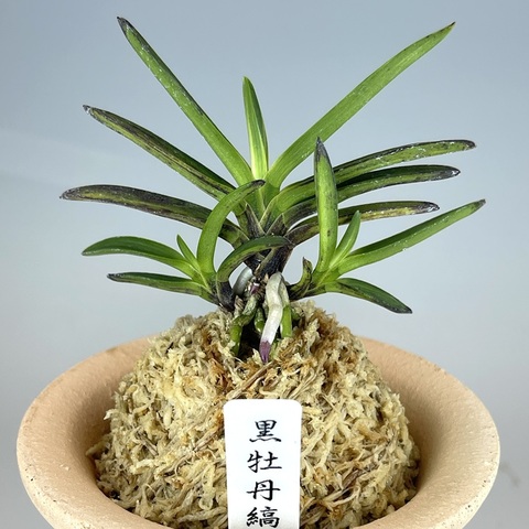 黒牡丹縞