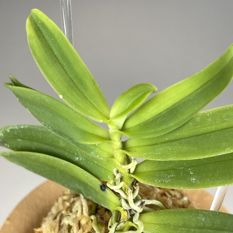 ①高知産カシノキラン縞