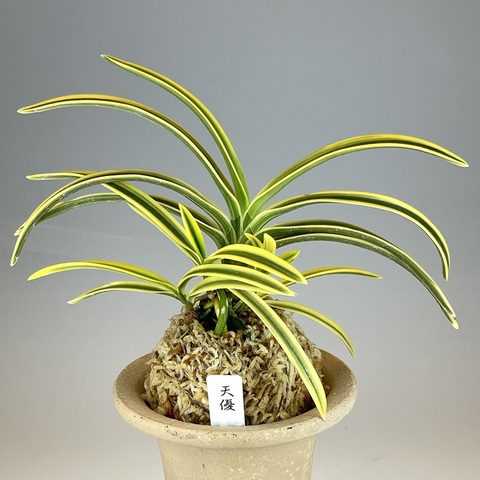 富貴蘭「ミドリマキバオー」（大小7本株立ち） 富貴蘭 ミドリマキバオー(高知県南国市産天然黄緑花) 富貴蘭 緑