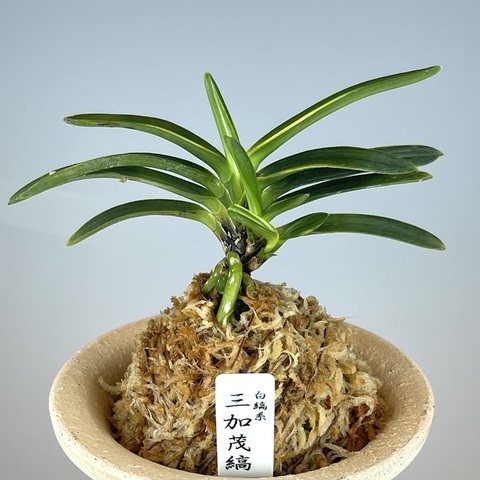 富貴蘭の商品一覧 | TOKYO酒田