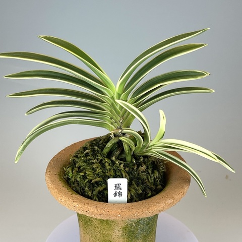 富貴蘭【羆の縞】最上柄！