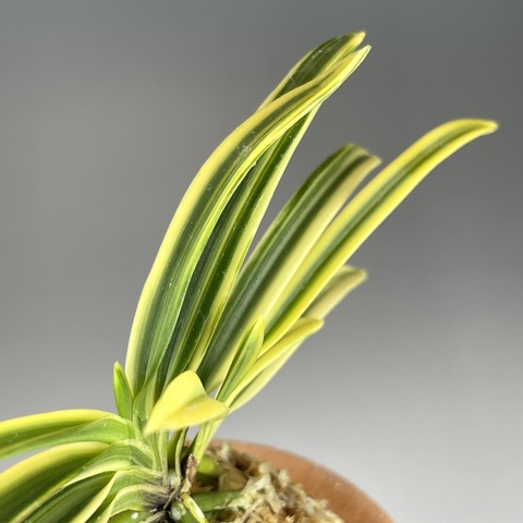 羽尾の縞(はおのしま)