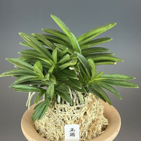 富貴蘭：おすすめの商品一覧 | TOKYO酒田