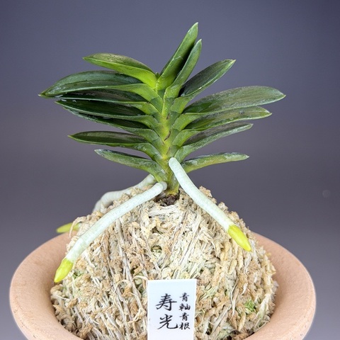 富貴蘭：特売品の商品一覧 | TOKYO酒田