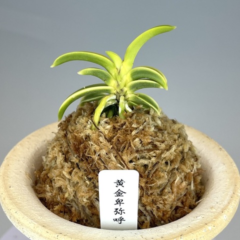 富貴蘭の商品一覧 | TOKYO酒田