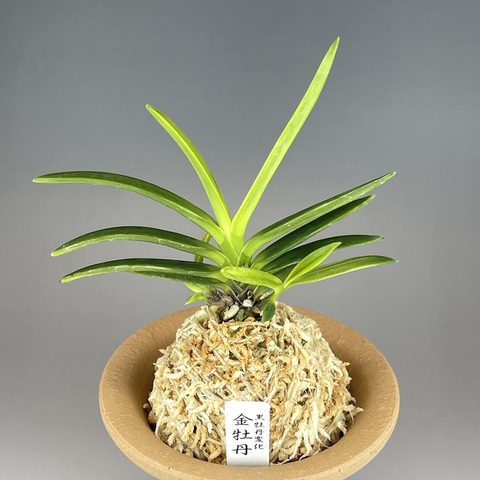 ②金牡丹(黒牡丹変化)