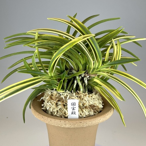 龍蘭鉢 61uuiMgt+oL._UF350,350_QL50_.jpg