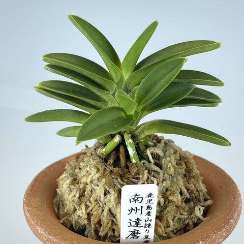 富貴蘭「ミドリマキバオー」（大小7本株立ち） TOKYO酒田