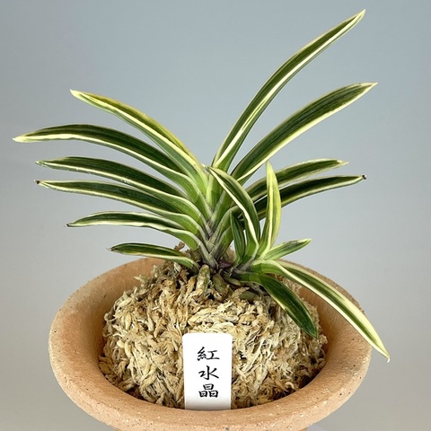 富貴蘭 紅水晶 富貴蘭 紅水晶