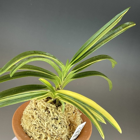 [年末大感謝祭東京土産編激安!!]富貴蘭　羆の変わり 日本の蘭 富貴蘭（白丸陶器鉢）｜郵便局のネットショップ