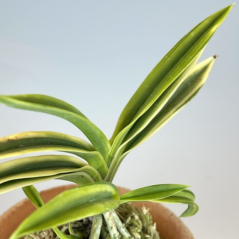 富貴蘭の商品一覧 | TOKYO酒田