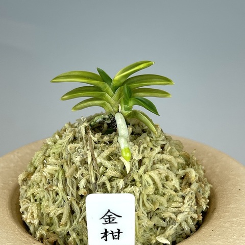 金柑