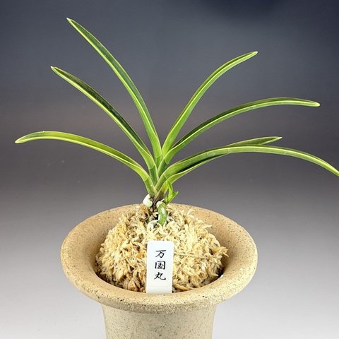 富貴蘭：特売品の商品一覧 | TOKYO酒田