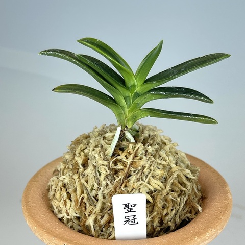 聖冠