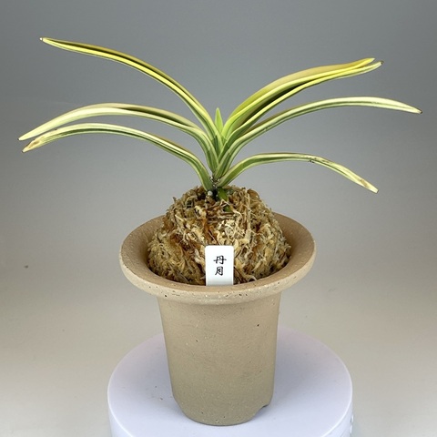 富貴蘭の商品一覧 | TOKYO酒田