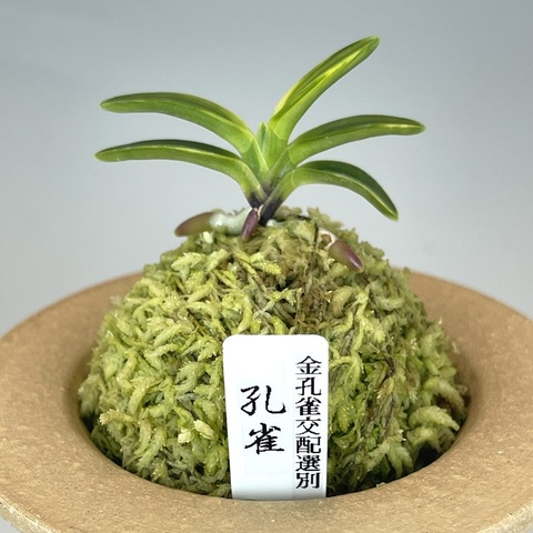 孔雀