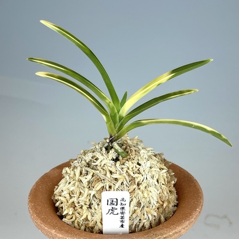 富貴蘭　天一坊(選別品) KN 風蘭（富貴蘭）の園芸品種を色々12鉢セット Bセット 1.2