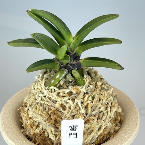雷門