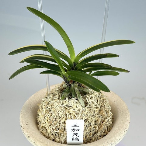 三加茂縞