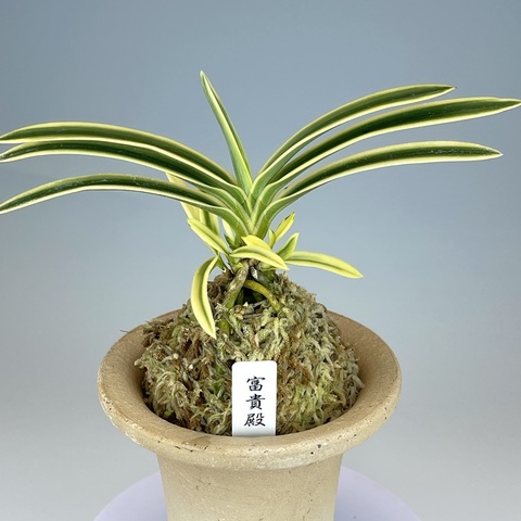 富貴蘭　天玉宝（仔付き）速達込み 楽天市場】【店内全品2個同時購入10％OFFクーポン配布中