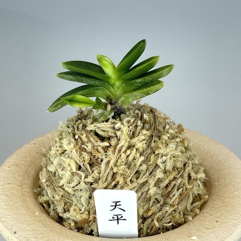 天平