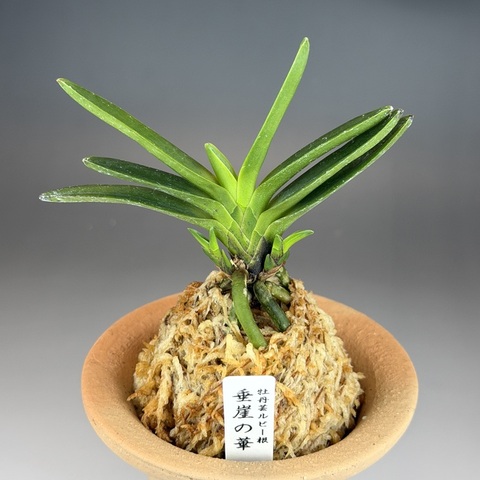 垂崖の華(垂崖ルビー根)