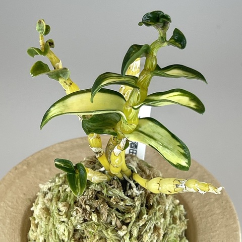 長生蘭・セッコク「犬丸胡蝶」