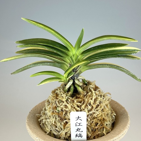 富貴蘭　島の小人 富貴蘭 小町姫 (25a11) - 「中越植物園オンラインショップ」