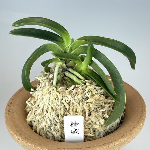 神威