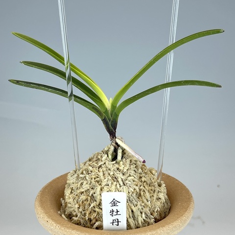 金牡丹