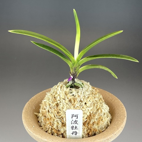 [年末大感謝祭東京土産編激安!!]富貴蘭　必見！!super白牡丹 富貴蘭「白牡丹」 | 【桜井園芸web shop】 富貴蘭/長生蘭 通販専門店