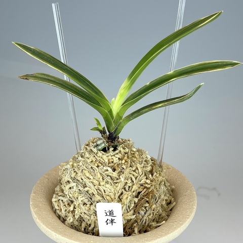 道伴
