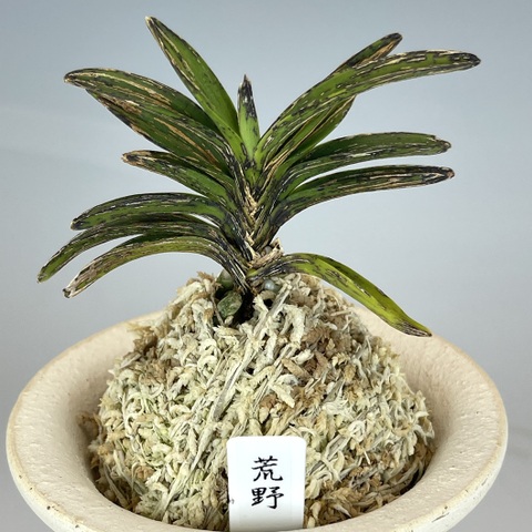 荒野