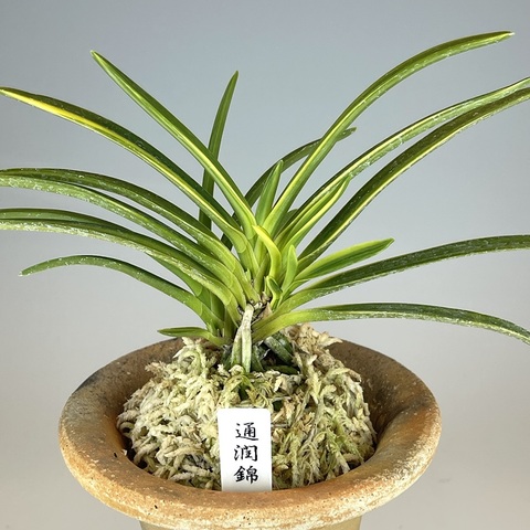 富貴蘭の商品一覧 | TOKYO酒田