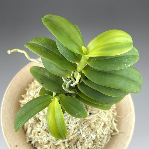 カシノキラン・牡丹錦