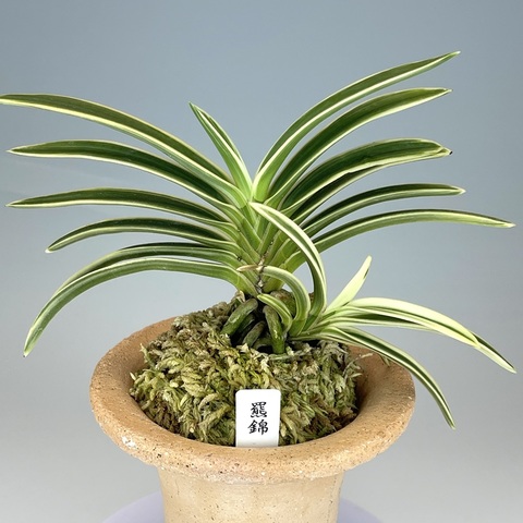 富貴蘭　島の小人 富貴蘭 島の小人 富貴蘭の商品一覧 | TOKYO酒田