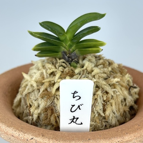 富貴蘭の商品一覧 | TOKYO酒田