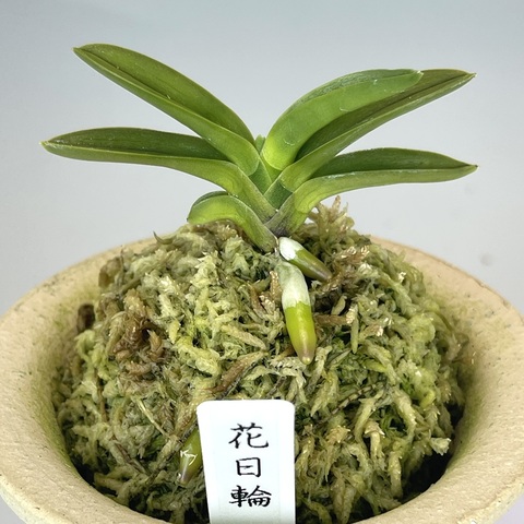花日輪