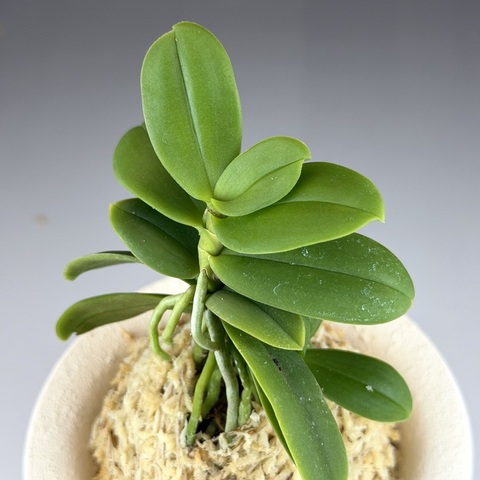 福牡丹