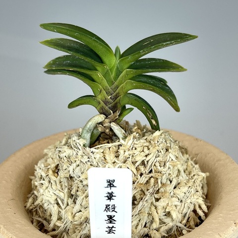 富貴蘭翠華牡丹